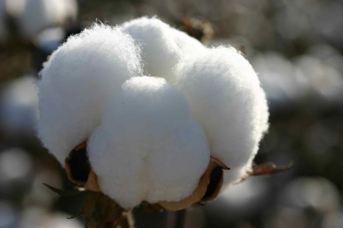 Cotton bol